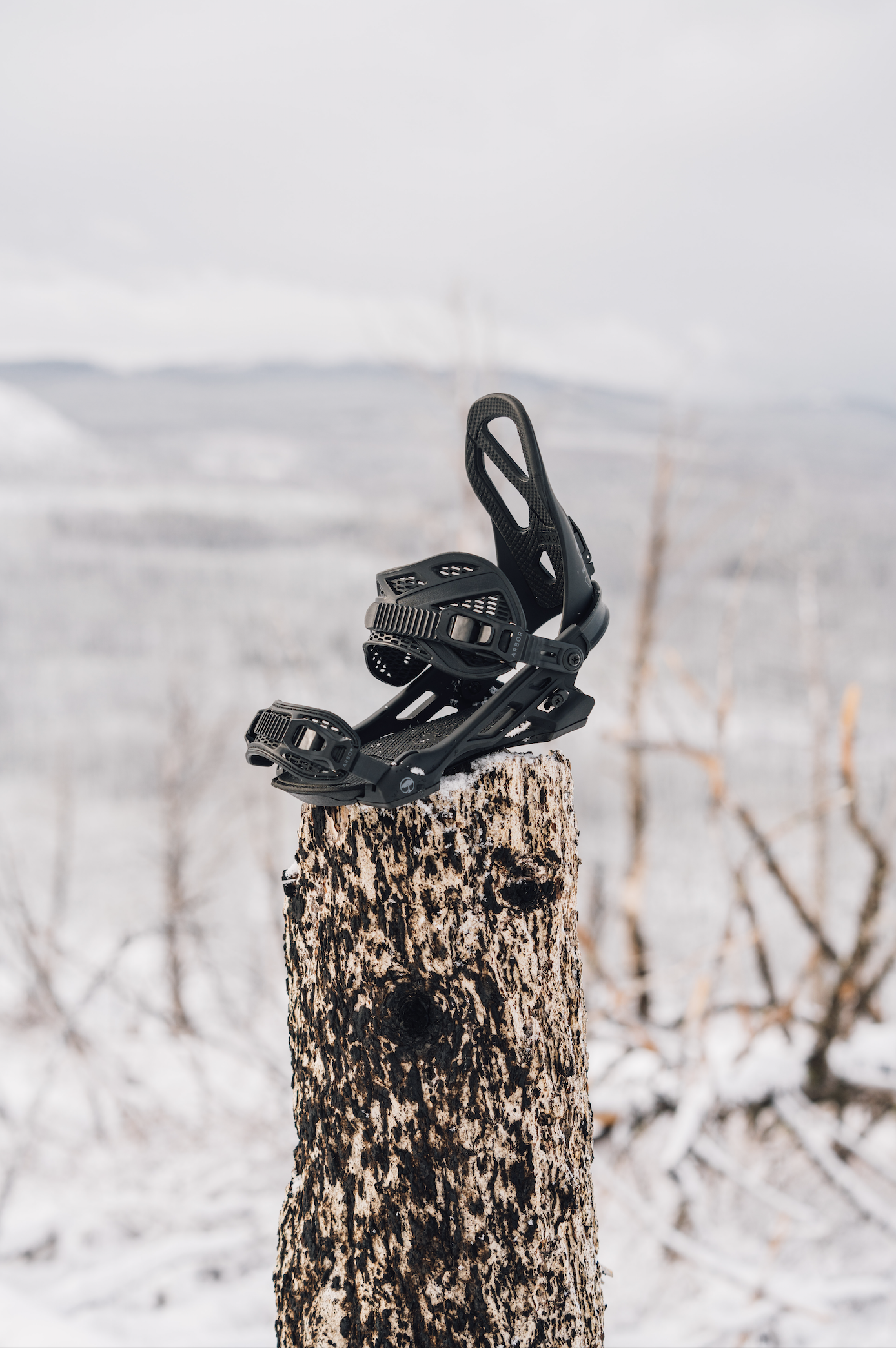 Hemlock Black