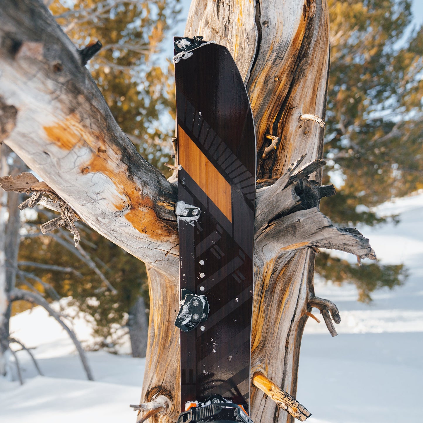 Satori Splitboard Camber