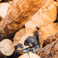 Spruce Black